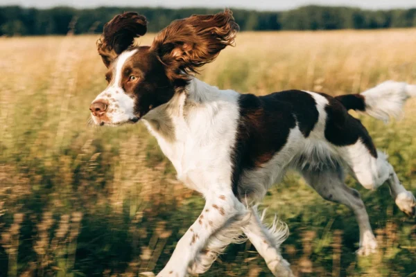 Liver and white English Springer Spaniel running through a grassy field with ears flying
