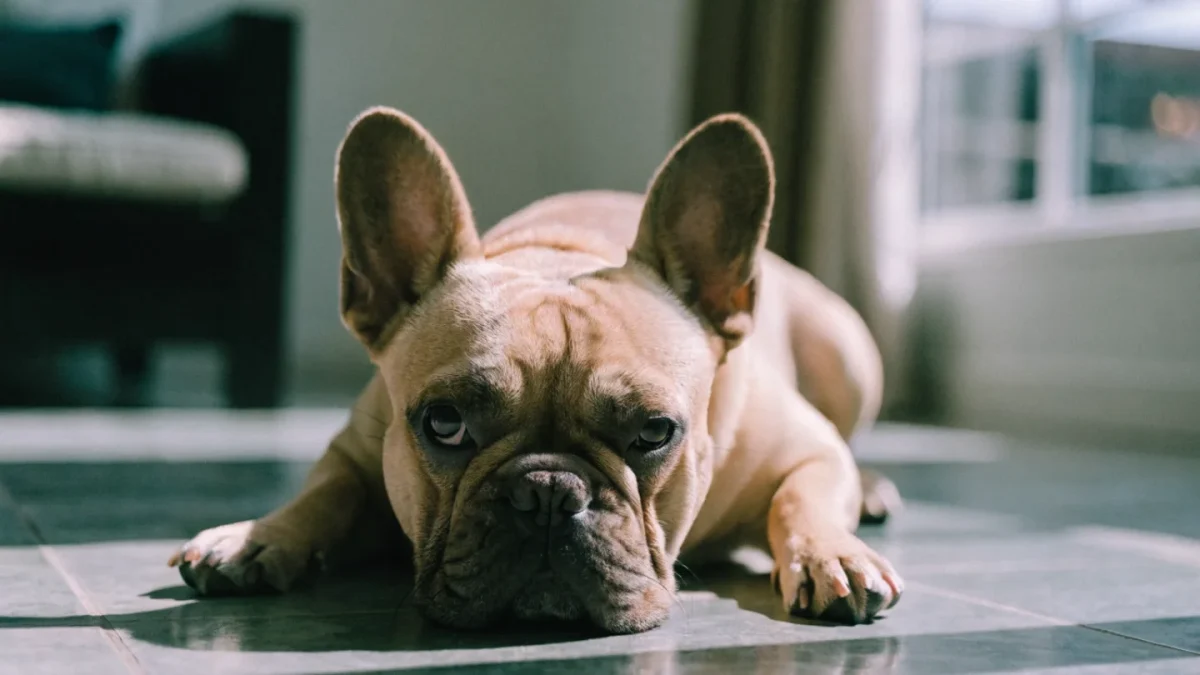 Is a French Bulldog Right for You? An Honest Assessment