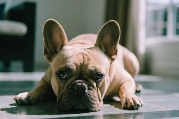 Fawn French Bulldog relaxing on a cool floor in a bright living room