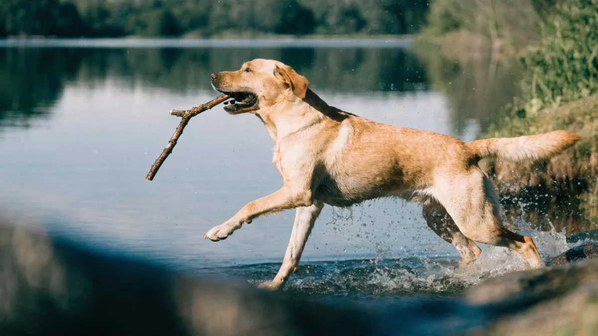 Is a Labrador Retriever Right for You? An Honest Assessment