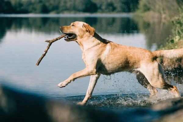 Yellow Labrador Retriever bounding through a lake retrieving a stick