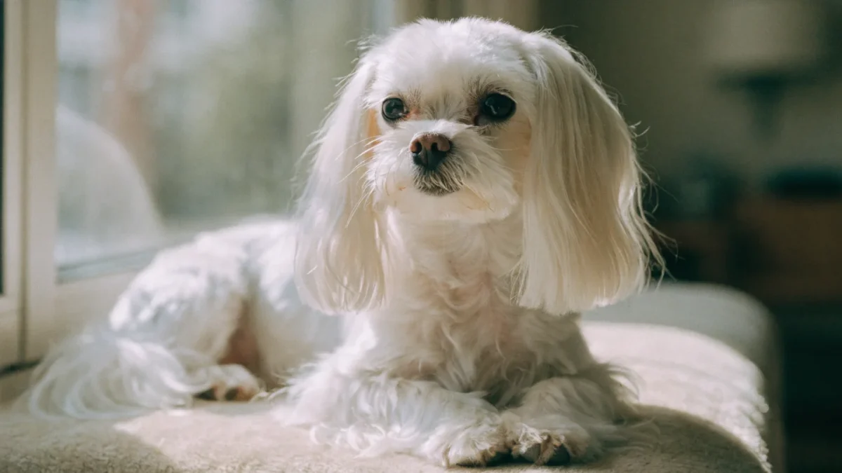 Is a Maltese Right for You? An Honest Assessment