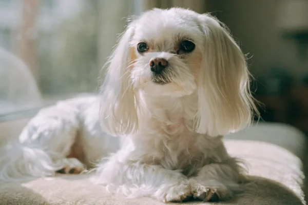 White Maltese sitting on a sunlit windowsill cushion indoors
