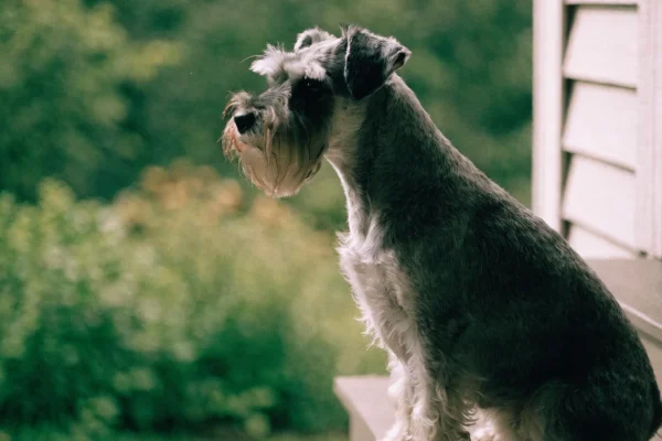 Alert miniature schnauzer sitting on a porch step in a home garden setting