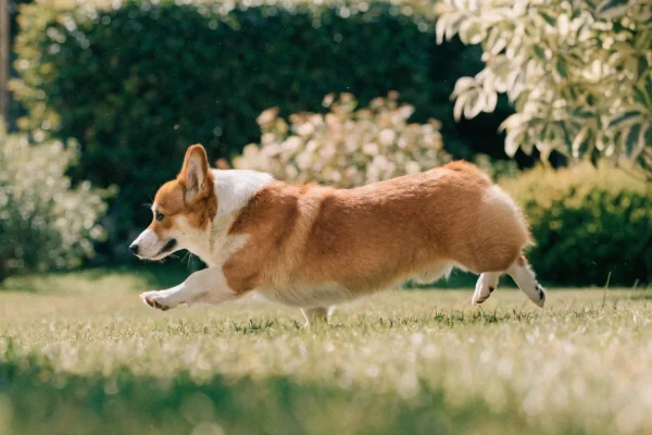 Red and white Pembroke Welsh Corgi trotting across a grassy backyard