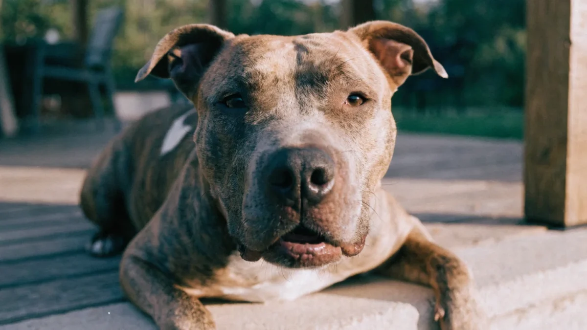 Is an American Pit Bull Terrier Right for You? An Honest Assessment