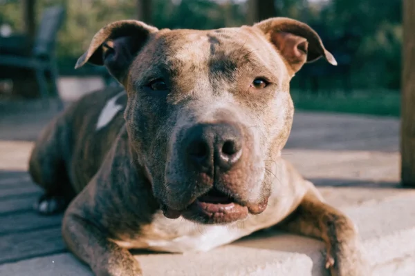 Brindle American Pit Bull Terrier resting on a porch step