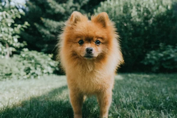 Orange fluffy Pomeranian standing alert in a sunny backyard