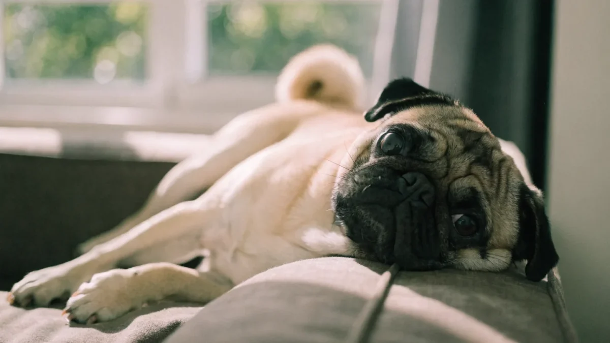 Is a Pug Right for You? An Honest Assessment