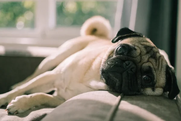 Fawn pug relaxing on a couch in a bright, comfortable living room