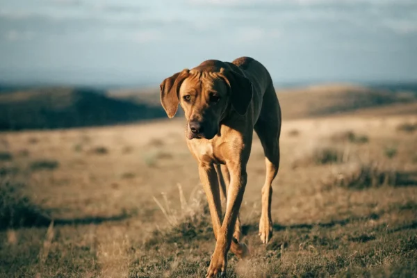 Rhodesian Ridgeback standing calmly on an open grassy plain