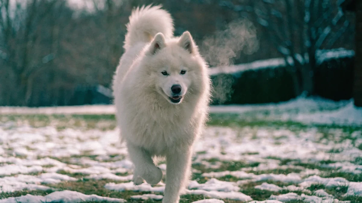 Is a Samoyed Right for You? An Honest Assessment