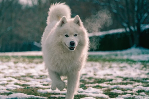 White Samoyed dog trotting through a snow-dusted yard with its characteristic smiling expression