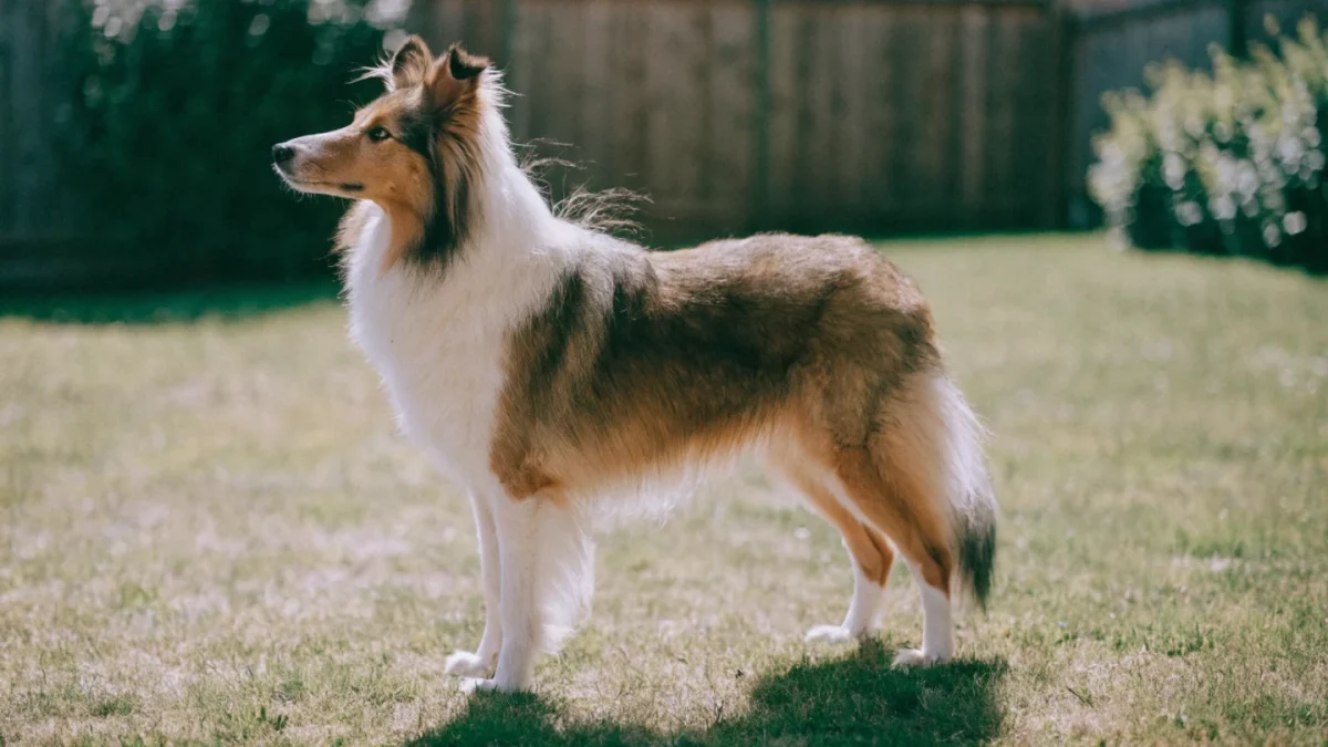 Is a Shetland Sheepdog Right for You? An Honest Assessment