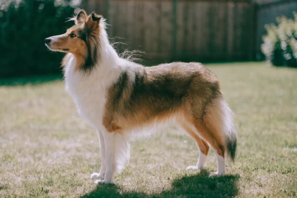 Sable and white Shetland Sheepdog standing alert in a backyard on a sunny day