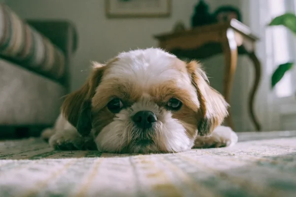 Gold and white Shih Tzu with a short puppy cut resting on a sunny living room rug