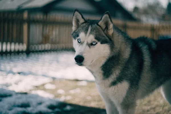 Gray and white Siberian Husky standing alert in a snow-dusted yard