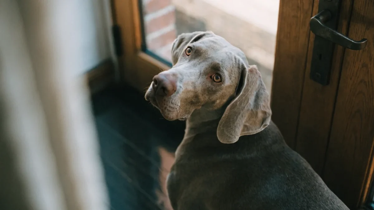 Is a Weimaraner Right for You? An Honest Assessment