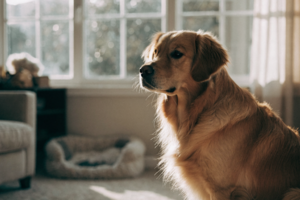 A contented dog relaxes alone by a sunny window, illustrating that solo pets aren't necessarily lonely.