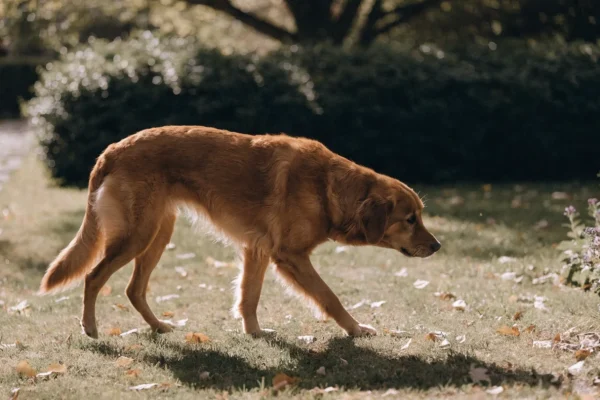 Senior golden retriever walking carefully through autumn garden in warm afternoon light