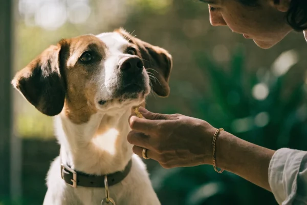 Dog sitting politely for greeting instead of jumping on person