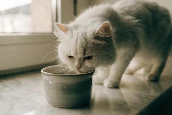 Senior white Persian cat drinking from a ceramic water bowl