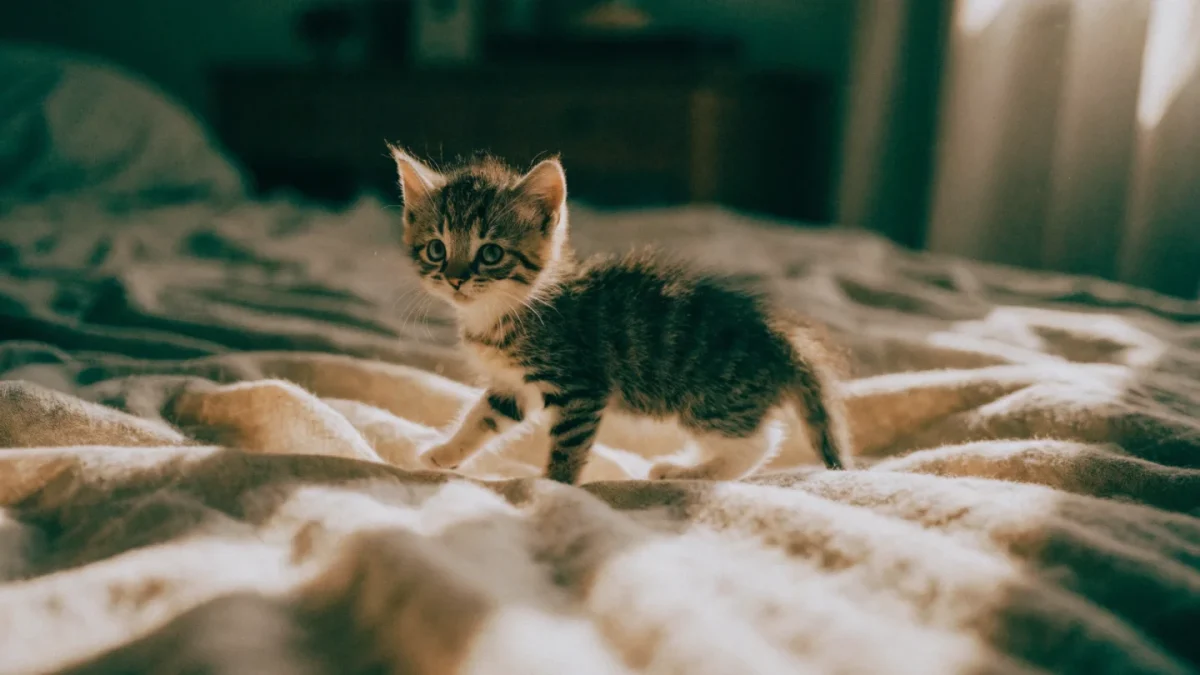 Kitten Behavior Guide: What to Expect From Birth to One Year