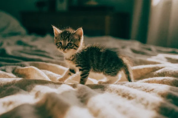 Young tabby kitten exploring a soft blanket in warm natural light