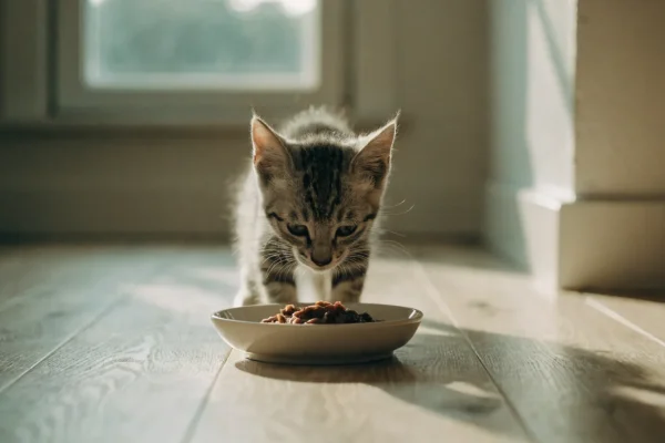 Grey and white tabby kitten eating from a ceramic dish on a wooden floor