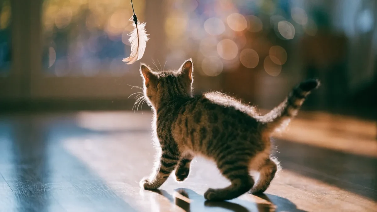 Kitten Play Biting: Why It Happens and How to Stop It