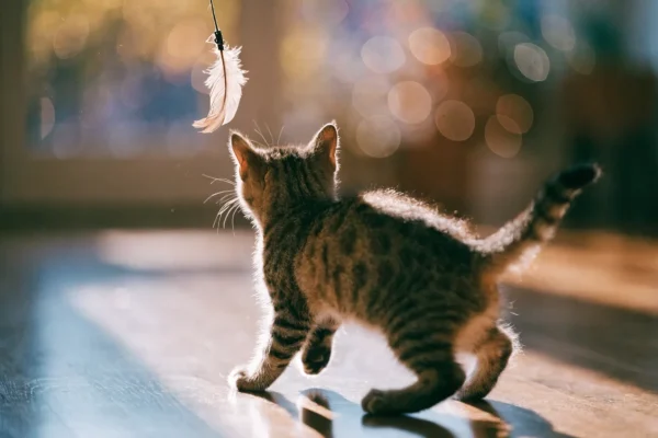 Tabby kitten jumping to catch a feather wand toy during a play session