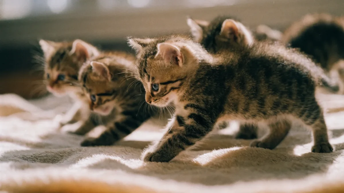 Kitten Socialization: The Critical Window and How to Use It