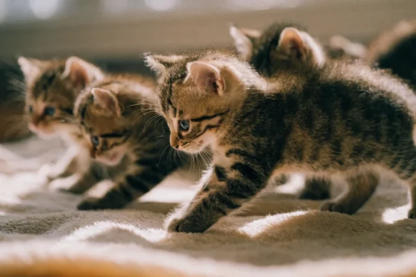 Young tabby kittens exploring together during the socialization period