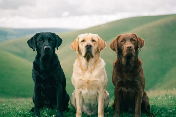 Black, yellow, and chocolate labrador retrievers sitting together on a grassy hillside in soft natural light