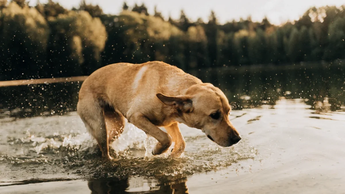 Labrador Retriever: The Complete Breed Guide
