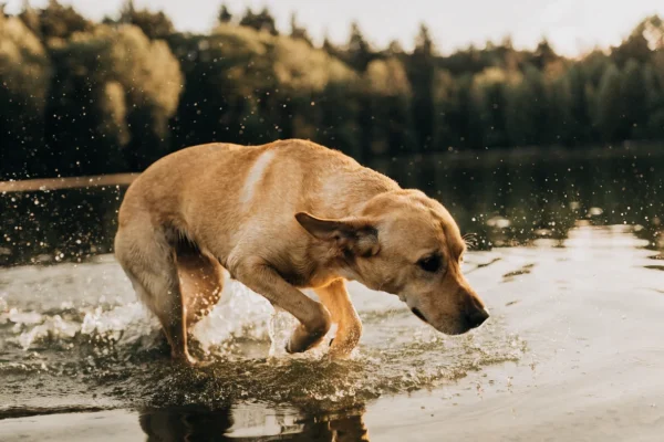 Yellow labrador retriever running through shallow lake water at golden hour with a forested shoreline in the background