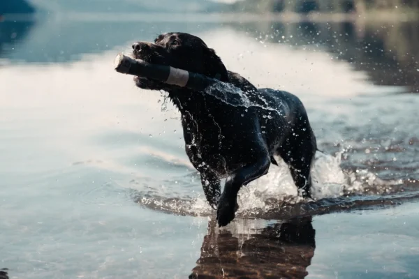 Black Labrador Retriever swimming and retrieving in a lake