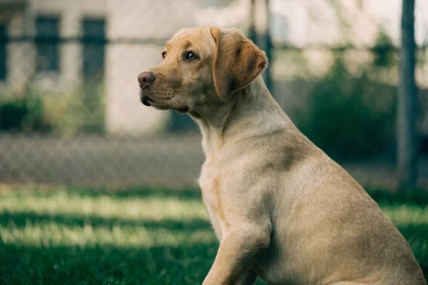 Yellow Labrador Retriever puppy sitting in a grassy backyard