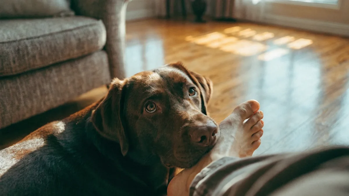 Labrador Retriever Temperament: Why Labs Top the Popularity Charts