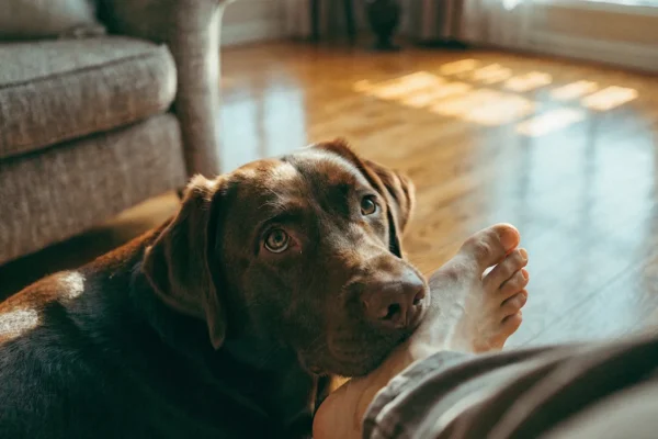 Chocolate labrador retriever resting its chin on a person's foot in a sunlit living room