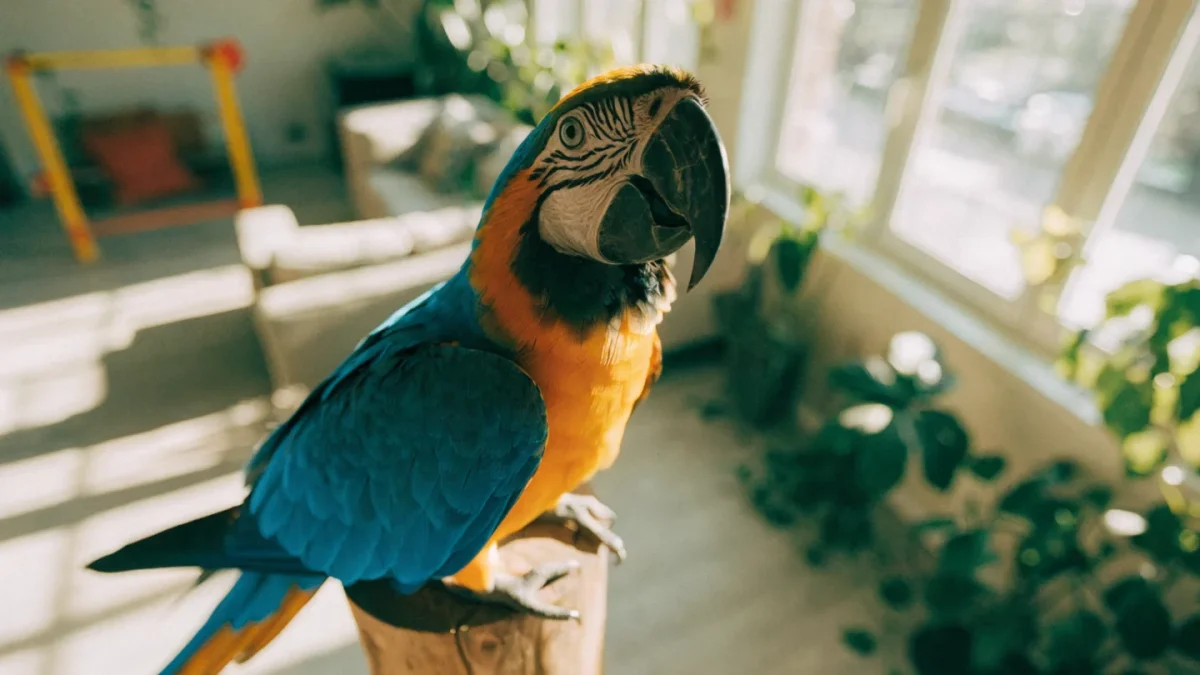 Large Parrot Care Guide: African Greys, Macaws, and Cockatoos