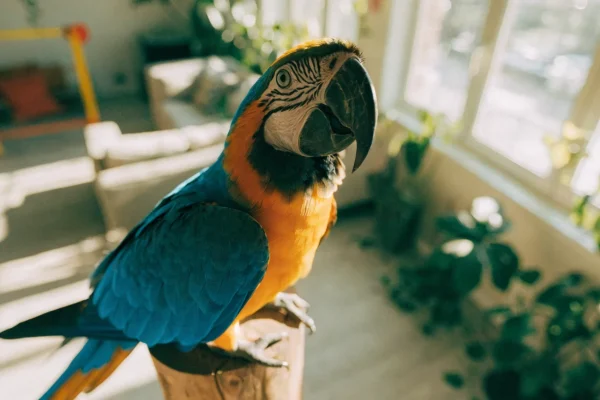 Blue-and-gold macaw perched on a natural wood stand in a sunlit living room