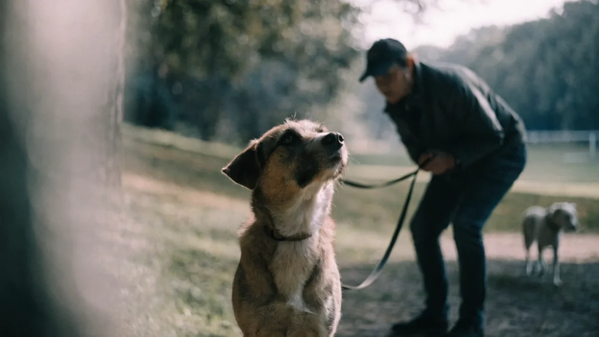 Leash Reactivity in Dogs: What It Is and How to Fix It