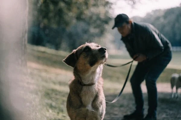 Handler working with leash-reactive dog at a safe distance from another dog