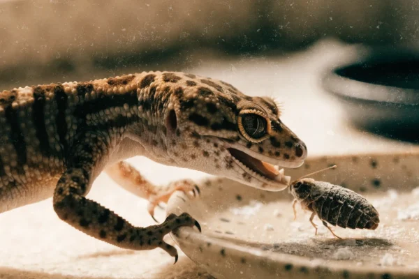 Leopard gecko lunging at a calcium-dusted dubia roach in a ceramic feeding dish inside its vivarium