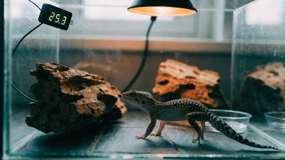 Leopard Gecko Habitat Setup: Tanks, Heating, and Hides