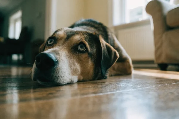 Mixed breed dog lying on hardwood floor with head down looking tired