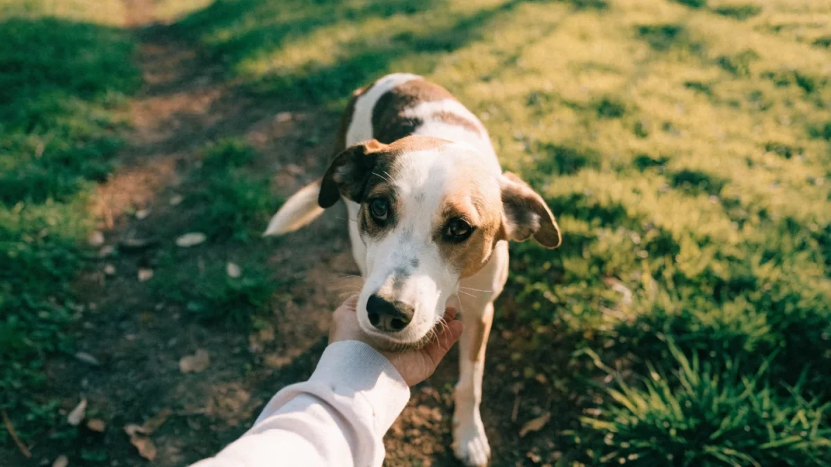 Ligament and Joint Injuries in Pets: ACL Tears, Sprains, and Recovery