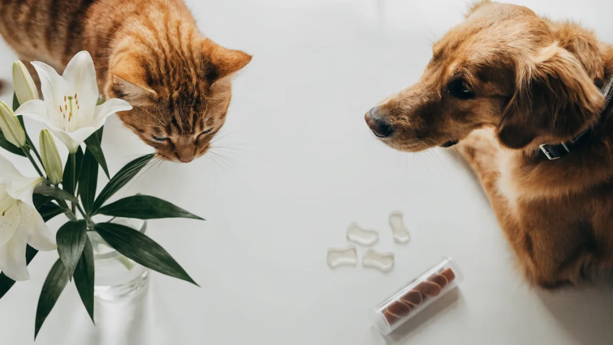 A cat near toxic lilies and a dog beside xylitol-containing gum illustrate species-specific household dangers.