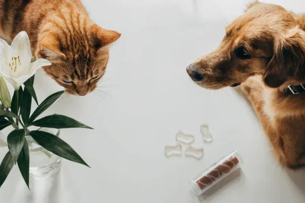 A cat near toxic lilies and a dog beside xylitol-containing gum illustrate species-specific household dangers.